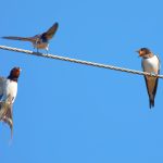 Barn Swallow Bird Flying And Sitting On A Telephone Wire Feeding
